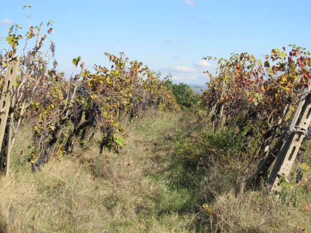 Via Francigena - San Gimignano